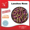 Lanzhou Rose 兰州玫瑰