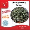 Notoginseng flower 田七花
